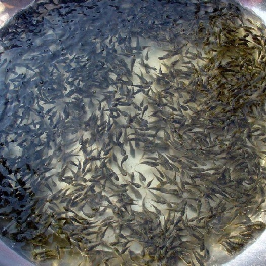 重庆市白鲢鱼苗 重庆四川云南贵州送货上门草鱼鲢子青鱼鲤鱼等鱼苗