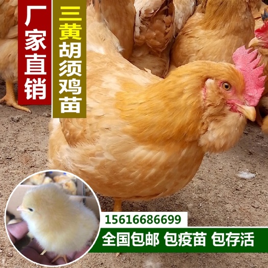 衡阳三黄鸡苗  胡须鸡苗，三黄胡须鸡苗，胡须散养土鸡苗