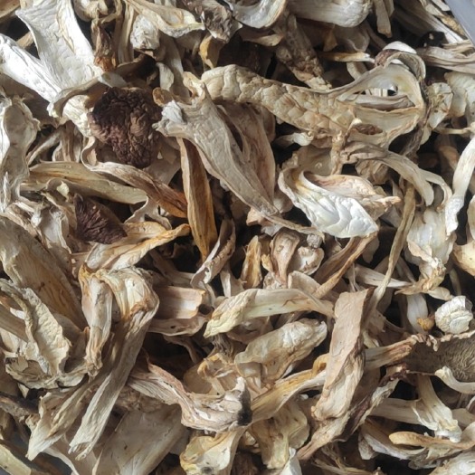钦州 大量供应赤松茸干货