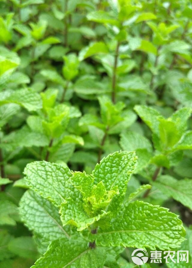  留兰香，鱼香，，湿