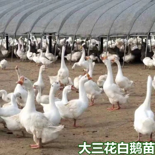 南宁白鹅苗  大三花  包打疫苗 厂家直销 量大从优