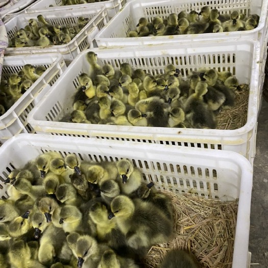 石首市湖北大种花鹅苗、灰鹅苗、麻鹅苗，嫩口大苗、成活率高