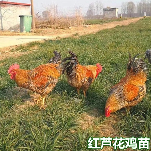南宁红芦花鸡苗 包打疫苗 厂家直销 量大从优