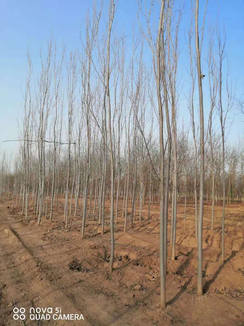 保定毛白杨，毛白杨基地，速生杨基地，保定苗圃