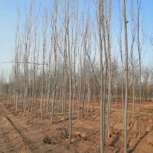 保定毛白杨，毛白杨基地，速生杨基地，保定苗圃