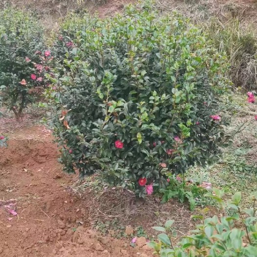 长沙茶花树