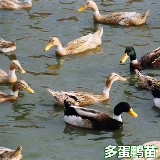 南宁多蛋鸭苗 产蛋鸭苗 包打疫苗 技术指导 量大从优