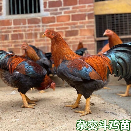 南宁杂交斗鸡苗  包打疫苗 技术指导 包运输成活