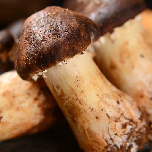 江华县专业种植基地新鲜赤松茸，价格实惠现采现卖质量保证。