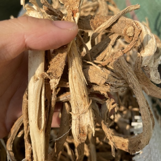 云县川白芷  山白芷 中草药山白芷 白牛胆