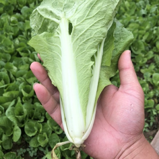 曹县上海清小油菜快菜
