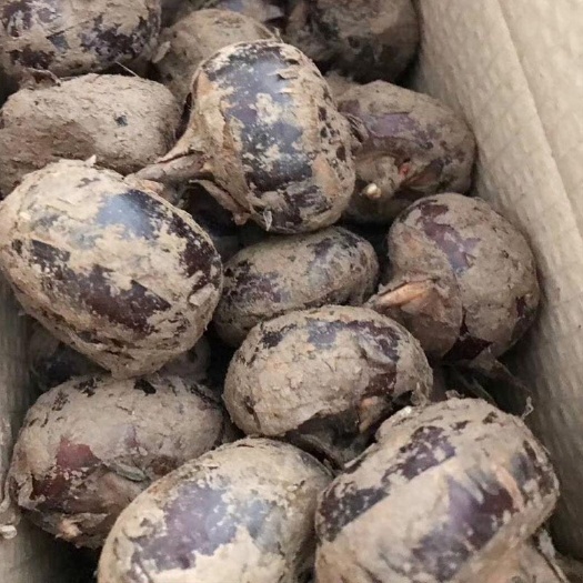 乐昌市大量马蹄中果，欢迎各大市场老板，电商平台，商超采购前来洽谈！
