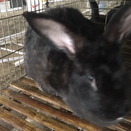 高安市 肉兔