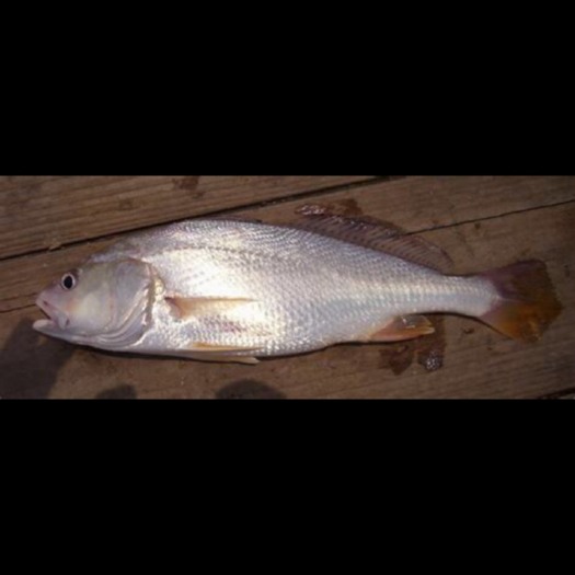 阳江 白菇鱼2-5斤/条冷冻海鲜水产新鲜白姑鱼可大量供应走活鲜