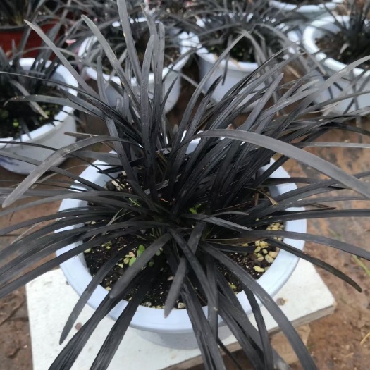 沭阳县 地被新品，黑龙麦冬，黑色麦冬草，麦冬家族新成员