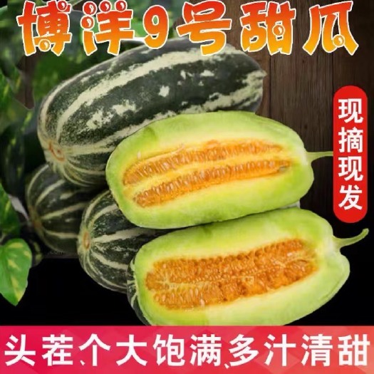 博洋甜瓜  山东寿光博洋9号甜瓜 口感脆甜多汁 一件代发