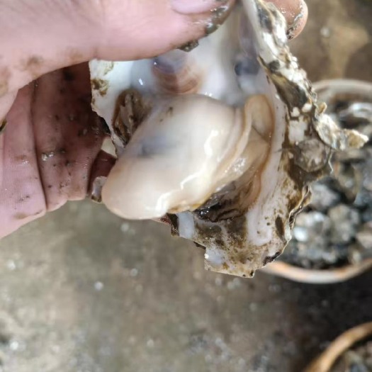 饶平县珍珠蚝 广东省潮州市饶平县 鲜活水产 