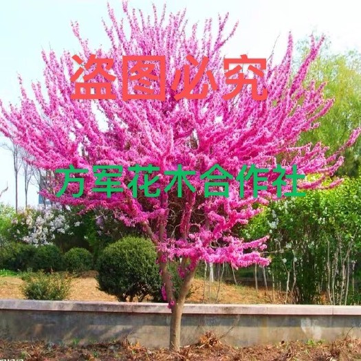 沭阳县红花紫荆  紫荆苗 全部基地直销 现挖现卖 杜绝假货