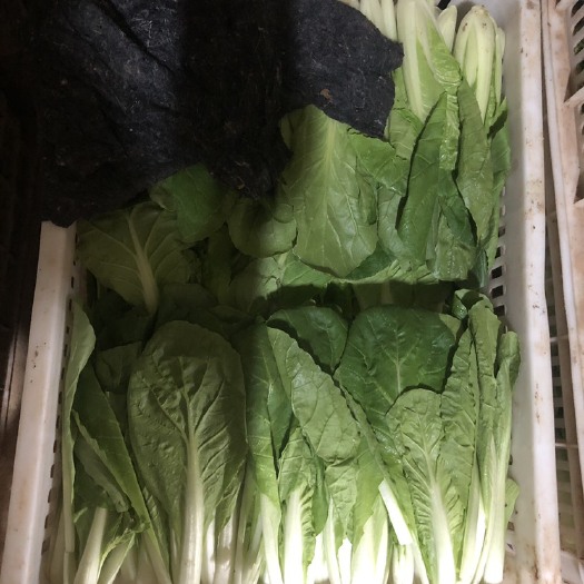 曹县精品小中颗小白菜，上海青，全国代发。欢迎老板订购。