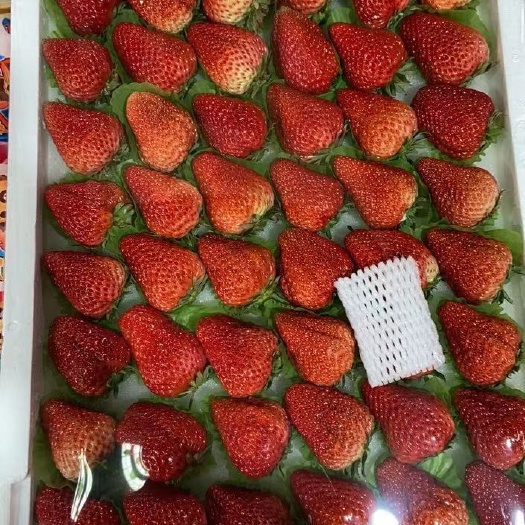 红颜草莓 丹东99，最大果