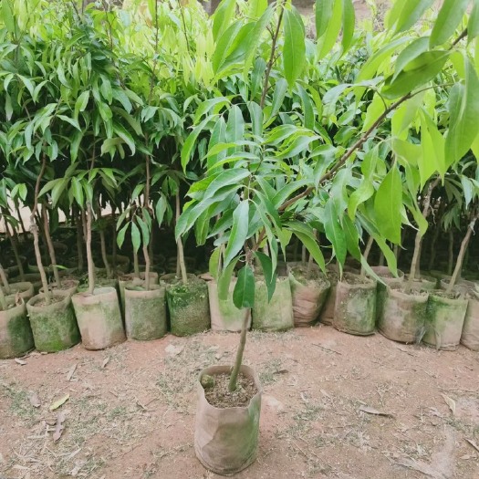 灵山县荔枝苗 嫁接苗 裸根苗 