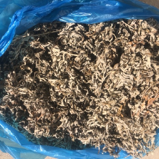 招远市艾草 