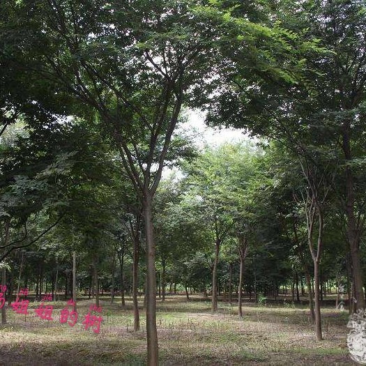 盱眙县厚朴树  苗木 5-40公分朴树都有，自家山林