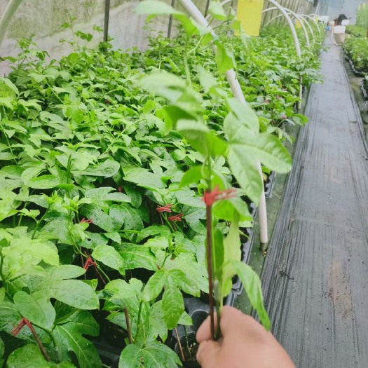 灵山县百香果苗 嫁接苗 