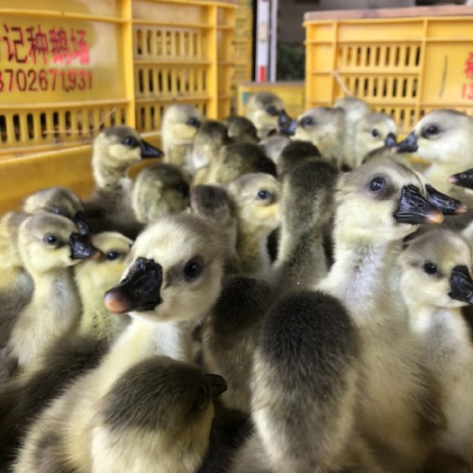 阳江鹅苗马岗鹅苗阳江鹅苗白沙杂鹅苗场地直供质量求存！(欢迎咨询