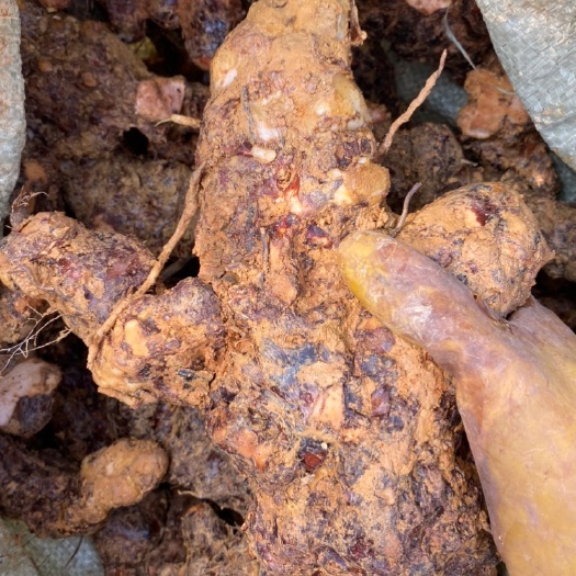 新鲜肇庆本地白肉土茯苓，质量新鲜，规格齐全