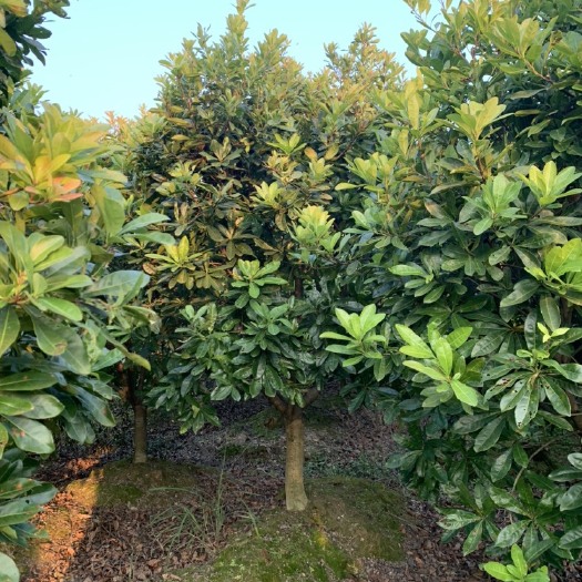 靖州县 6公分左右的杨梅树，自家苗圃现货供应