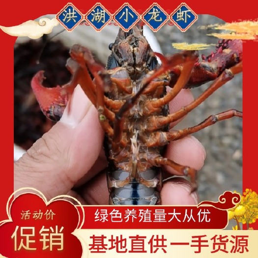 洪湖市小龙虾  炮红