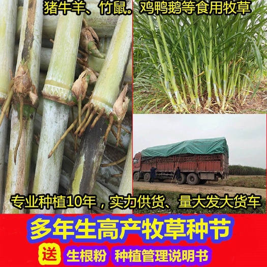 阳江新型 甜象草种子