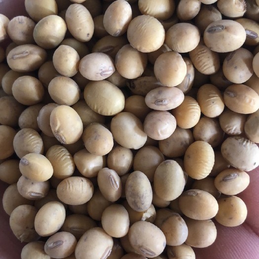 亳州黄大豆  净粮安徽一级大豆颗粒大蛋白高