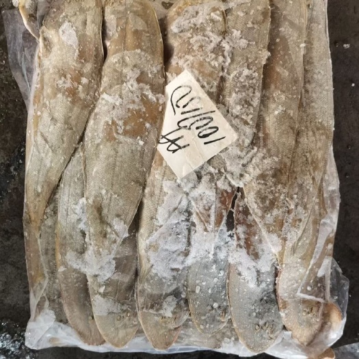 舌头鱼 巴基斯坦龙舌鱼