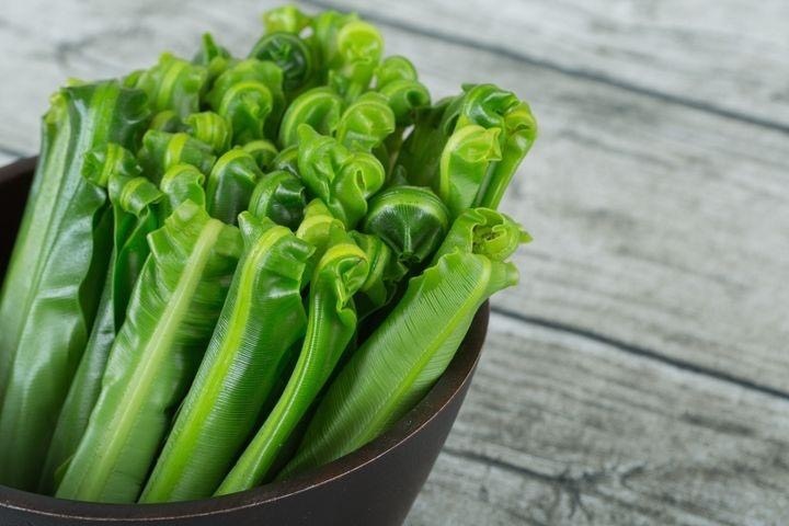 广州山苏菜  山苏