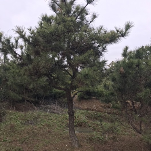 含山县枫香树 