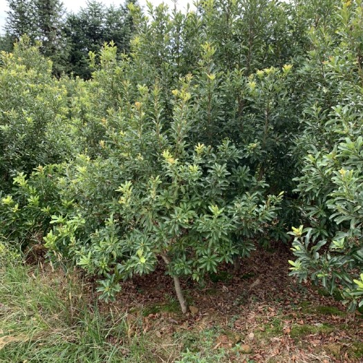 靖州县 3-4-5-6公分杨梅树，自家苗圃现货优价供应