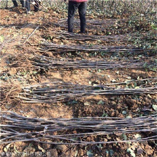 威海维纳斯黄金苹果苗 