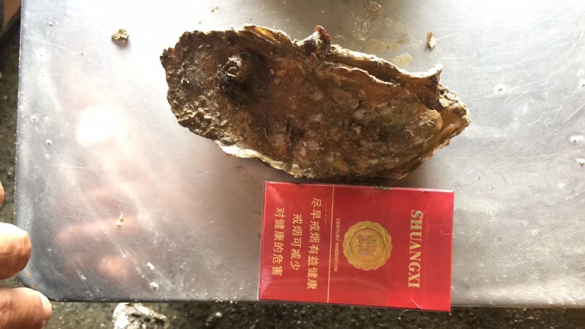 饶平县长牡蛎 大粒又肥又雅汫洲白蚝