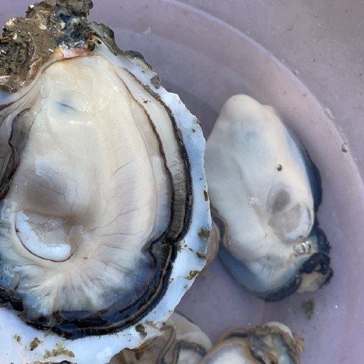 饶平县电白牡蛎  一斤1到3个，湛江蚝，台山蚝，脆蚝，甜而不腻，烧烤好货。