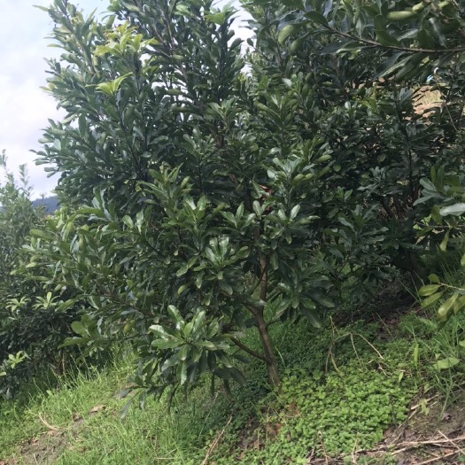 靖州县大黑炭杨梅树苗 