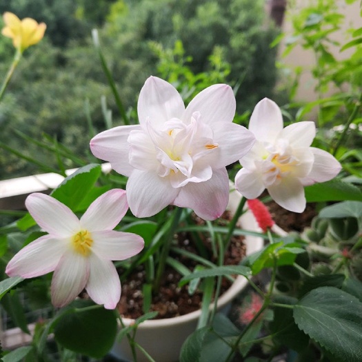 青州市四季开花重瓣风雨兰种球风雨花葱兰韭兰庭院阳台盆栽花卉耐热耐寒