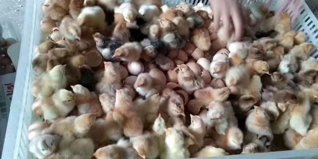 枣阳市 枣阳信昌孵化场长期供应优质土鸡苗 成活率高 整齐度好