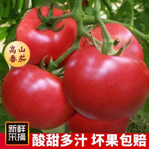 寿光市大红西红柿  山东寿光西红柿大量上市 对接微商电商市场 产地