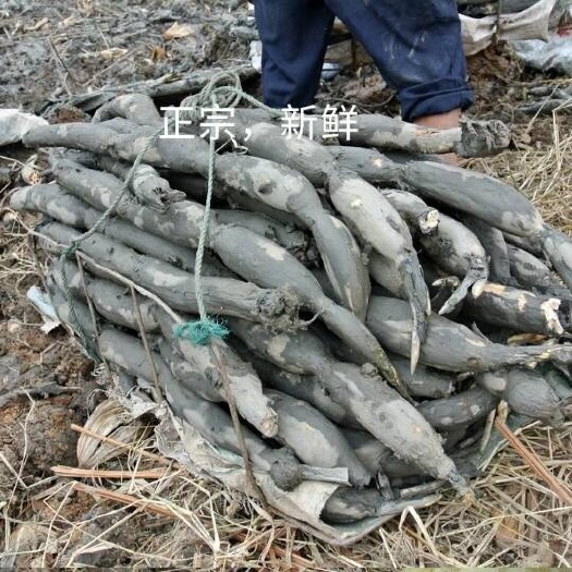 汉川市莲藕种苗泥藕