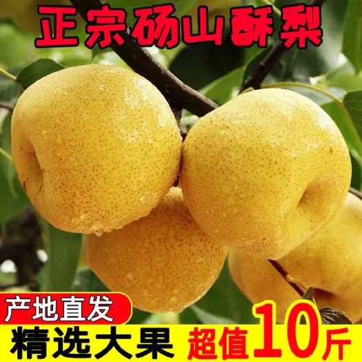 宿州【正宗砀山酥梨】新鲜砀山酥梨水果批发水果应季水果贡梨皇冠梨