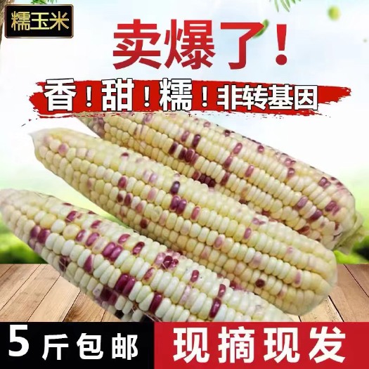 寿光市玉米   新鲜鲜糯甜玉米   5斤   一件代发 包售后