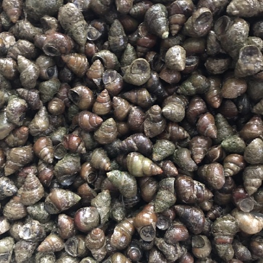 潜江市精品石螺，硬规格，薄壳1.5以上石螺，全国统一发货，包邮！