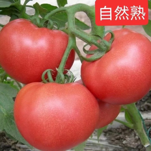 寿光市西红柿  大红西红柿   3-5斤  一件代发   包邮后